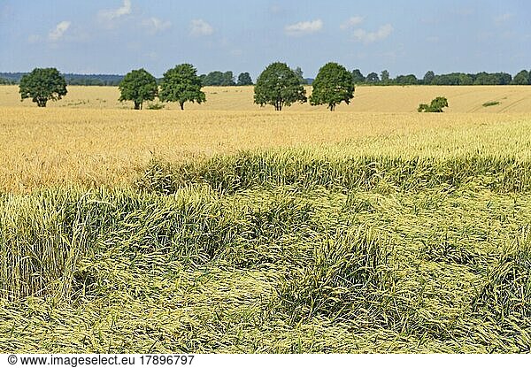 Getreidefeld  niedergeschlagener Weizen (Triticum L.) (Triticum L.) nach Unwetter  Ernteausfall  Nordrhein-Westfalen  Deutschland  Europa