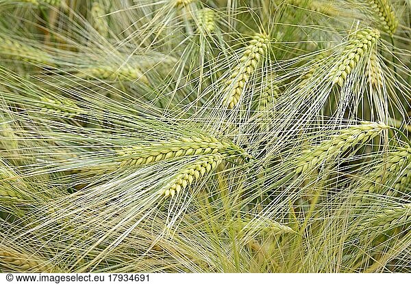 Getreidefeld  Weizen (Triticum L.) (Triticum L.)  Ähren mit Regentropfen  Nordrhein-Westfalen  Deutschland  Europa