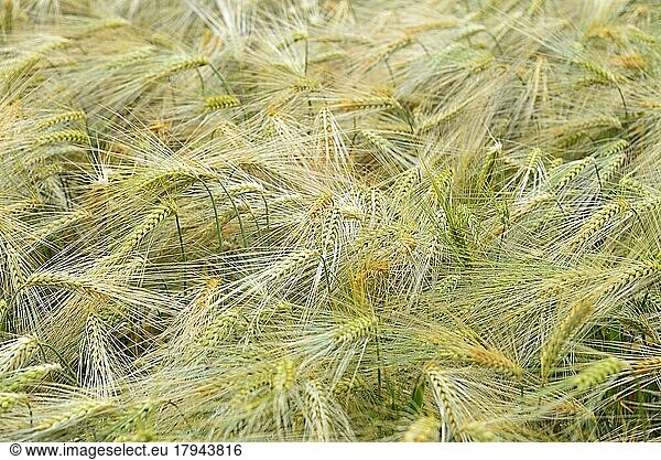 Getreidefeld  Weizen (Triticum L.) (Triticum L.)  Ähren mit Regentropfen  Nordrhein-Westfalen  Deutschland  Europa