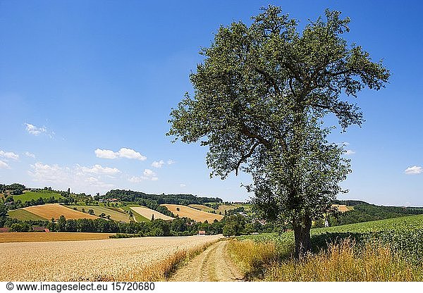 Getreidefelder Agrarlandschaft bei Bad Schallerbach Hausruckviertel Oberösterreich Österreich Europa