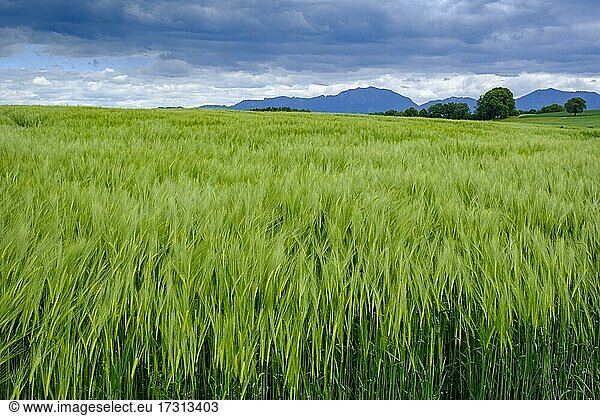 Getreidefelder vor der Benediktenwand  bei Antdorf  Pfaffenwinkel  Oberbayern  Bayern  Deutschland  Europa
