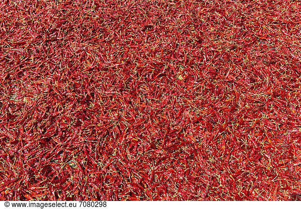 Getrocknete Chilischoten (Capsicum frutescens)  Bangladesch  S¸dasien