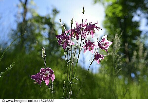 Gewöhnliche Akelei (Aquilegia vulgaris) am Kapellensteig bei Reit im Winkl  Chiemgau  Oberbayern  Bayern  Deutschland  Europa