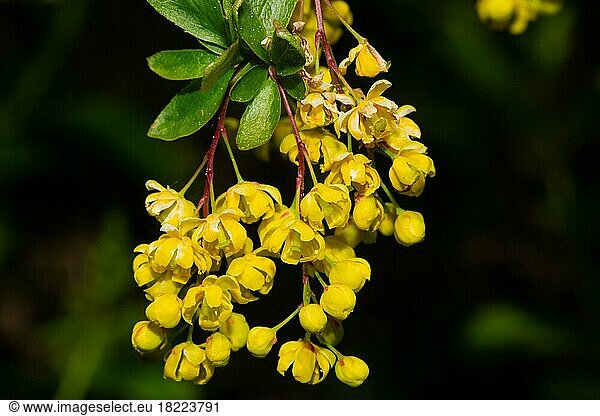 Gewöhnliche Berberitze einige Blütenrispen mit mehreren geöffneten gelben Blüten
