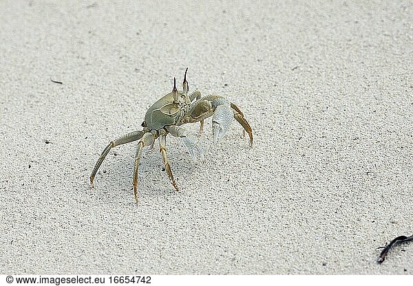 Gewöhnliche Krabbe (Ocypode ceratophthalma)  Praslin  Seychellen  ein Bein fehlt  Foto: Andr? Maslennikov.