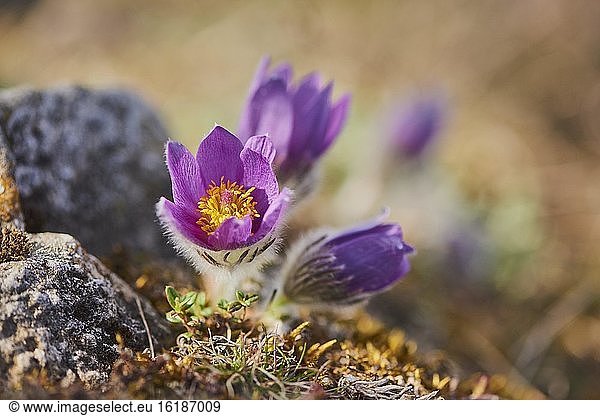 Gewöhnliche Kuhschelle (Pulsatilla vulgaris)  blühend  Bayern  Deutschland  Europa