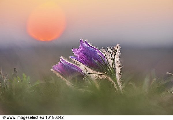 Gewöhnliche Kuhschelle (Pulsatilla vulgaris)  blühend  Sonnenuntergang  Bayern  Deutschland  Europa
