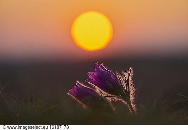 Gewöhnliche Kuhschelle (Pulsatilla vulgaris)  blühend  Sonnenuntergang  Bayern  Deutschland  Europa