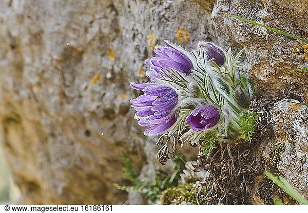 Gewöhnliche Kuhschelle (Pulsatilla vulgaris)  blüht am Fels  Bayern  Deutschland  Europa