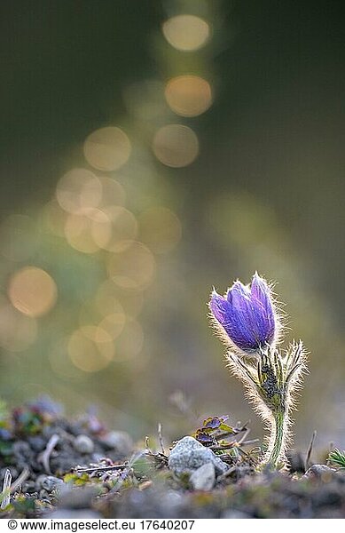 Gewöhnliche Kuhschelle (Pulsatilla vulgaris)  Hessen  Deutschland  Europa