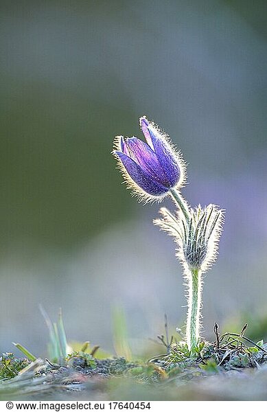 Gewöhnliche Kuhschelle (Pulsatilla vulgaris)  Hessen  Deutschland  Europa