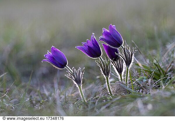 Gewöhnliche Kuhschelle (Pulsatilla vulgaris)  NP Eifel  Deutschland  Europa