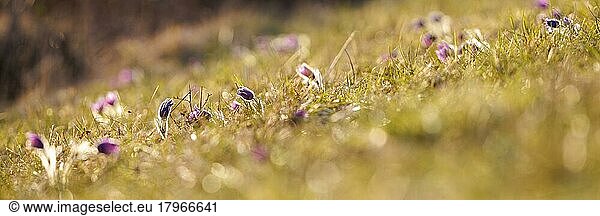 Gewöhnliche Kuhschelle (Pulsatilla vulgaris)  NP Eifel  Deutschland  Europa