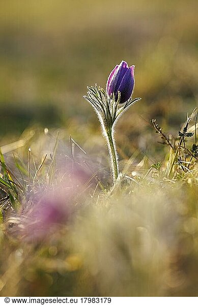 Gewöhnliche Kuhschelle (Pulsatilla vulgaris)  NP Eifel  Deutschland  Europa