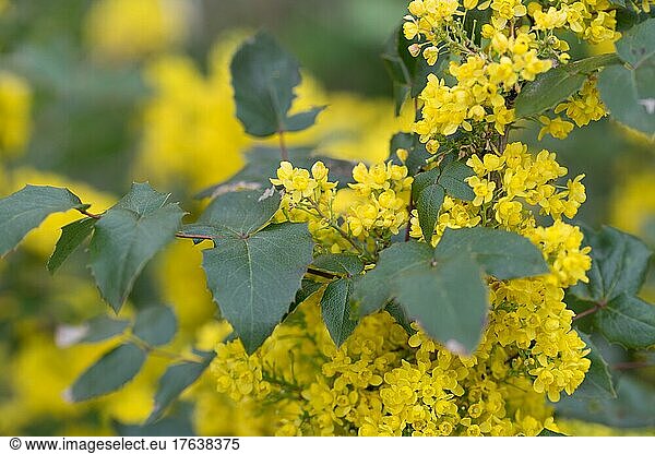 Gewöhnliche Mahonie (Mahonia aquifolium)  blüht im Garten  Velbert  Deutschland  Europa
