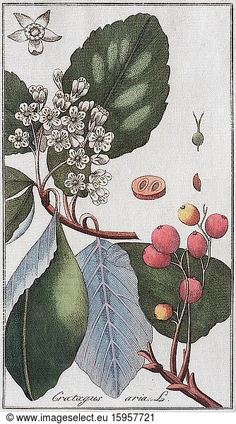 Gewöhnliche Mehlbeere (Sorbus aria)  handkolorierter Kupferstich von Johannes Zorn  aus Cones plantarum medicinalium  Nürnberg  Deutschland  1796  Europa