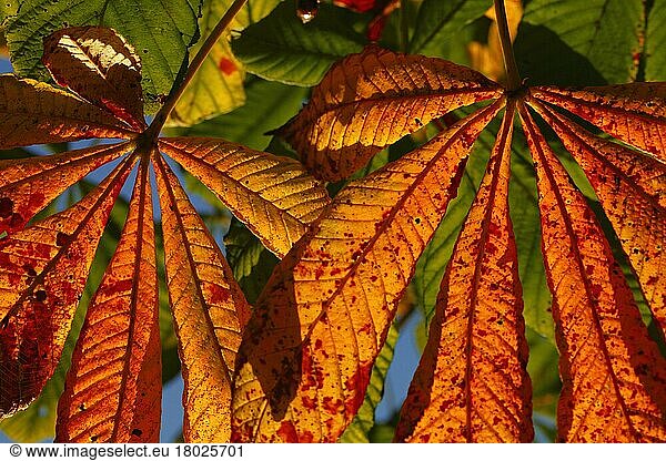 Gewöhnliche Rosskastanie (Aesculus hippocastanum)  Rosskastanie  Kastanie  Kastanien  Rosskastaniengewächse  Horse Chestnut close-up of leaves  autumn colour  Powys  Wales  october