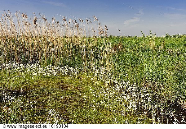 Gewöhnliche Wasserhahnenfuß (Ranunculus aquatilis L.) blühend in einem Graben im Ochsenmoor  Sumpf  Feuchtwiesen  Dümmer  Hüde  Niedersachsen  Deutschland  Europa