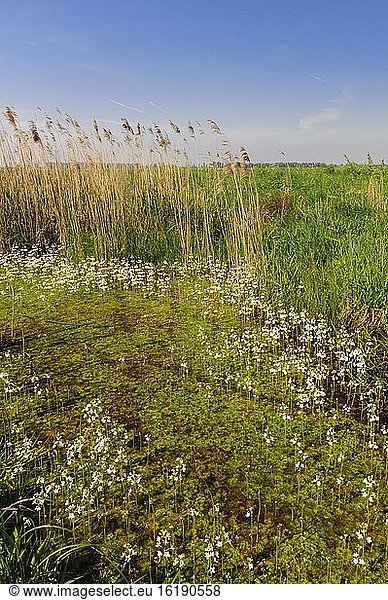 Gewöhnliche Wasserhahnenfuß (Ranunculus aquatilis L.) blühend in einem Graben im Ochsenmoor  Sumpf  Feuchtwiesen  Dümmer  Hüde  Niedersachsen  Deutschland  Europa