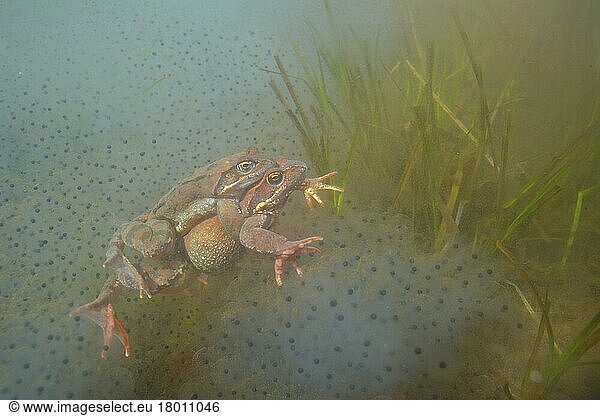 Gewöhnlicher Frosch (Rana temporaria)  erwachsenes Paar  in Amplexus  unter dem Laich unter Wasser im montanen Becken während der Brutzeit  Italien  Europa