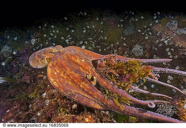Gewöhnlicher Oktopus (Octopus vulgaris) schwimmt und verschlingt die Große Seespinne (Maja squinado). Östlicher Atlantik. Galicien. Spanien. Europa.