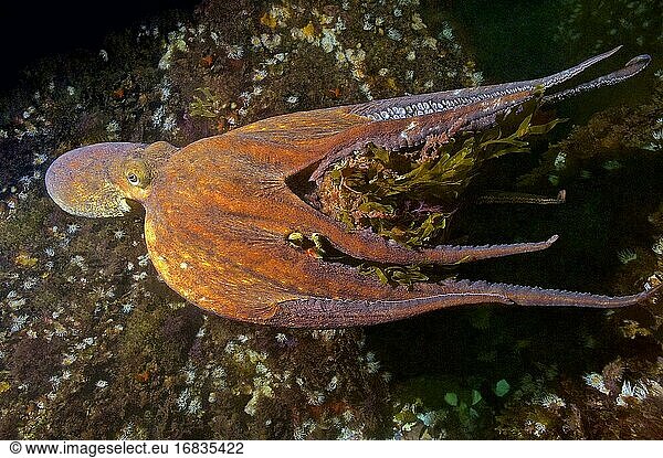 Gewöhnlicher Oktopus (Octopus vulgaris) schwimmt und verschlingt die Große Seespinne (Maja squinado). Östlicher Atlantik. Galicien. Spanien. Europa.