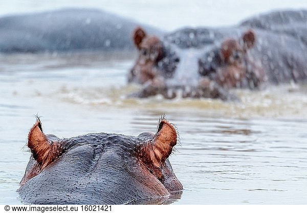 Gewöhnliches Flusspferd (Hippopotamus amphibius). Östliche Küste. iSimangaliso Wetland Park. KwaZulu Natal. Süd Afrika.