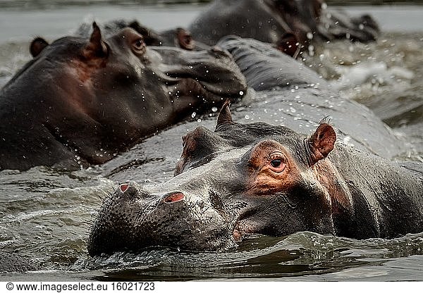 Gewöhnliches Flusspferd (Hippopotamus amphibius). Östliche Küste. iSimangaliso Wetland Park. KwaZulu Natal. Süd Afrika.