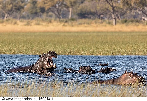 Gewöhnliches Flusspferd (Hippopotamus amphibius) zeigt Aggression. Okavango-Delta. Botswana.