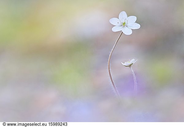 Gewöhnliches Leberblümchen weiß (Hepatica nobilis)  Nationalpark Kalkalpen  Oberösterreich  Österreich  Europa