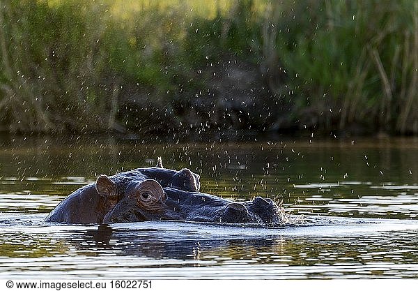 Gewöhnliches Nilpferd (Hippopotamus amphibius). Blyamiti Wasserloch. Krüger-Nationalpark. Mpumalanga. Süd Afrika.