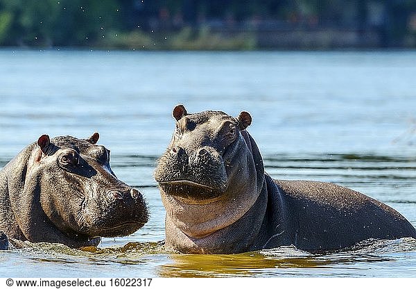 Gewöhnliches Nilpferd (Hippopotamus amphibius). Victoriafälle. Sambia.