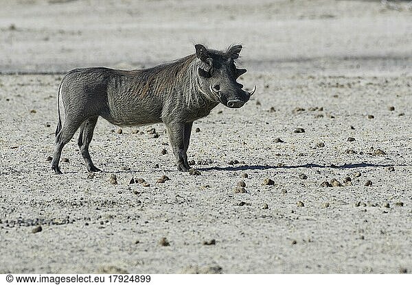 Gewöhnliches Warzenschwein (Phacochoerus africanus)  adult auf dem trockenen Boden stehend  Blickkontakt  Mahango Core Area  Bwabwata National Park  Kavango East  Caprivi Strip  Namibia  Afrika