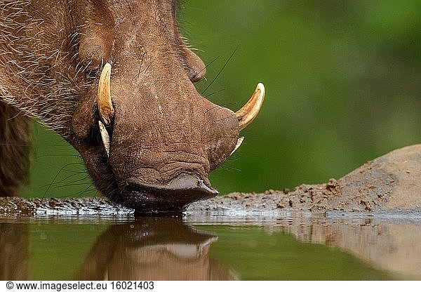 Gewöhnliches Warzenschwein (Phacochoerus africanus) beim Trinken. Zimanga Private Game Reserve  Mkuze Estate. KwaZulu Natal. Südafrika.