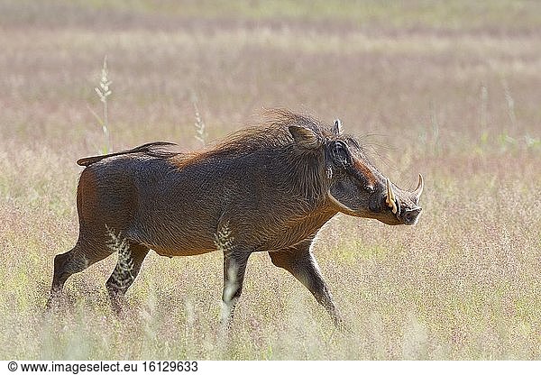 Gewöhnliches Warzenschwein (Phacochoerus africanus)  erwachsenes Männchen  das durch trockenes Grasland läuft  Kgalagadi Transfrontier Park  Nordkap  Südafrika  Afrika.