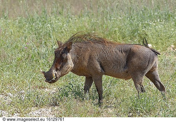 Gewöhnliches Warzenschwein (Phacochoerus africanus)  erwachsenes Männchen  frisst Gras  Kgalagadi Transfrontier Park  Nordkap  Südafrika  Afrika.