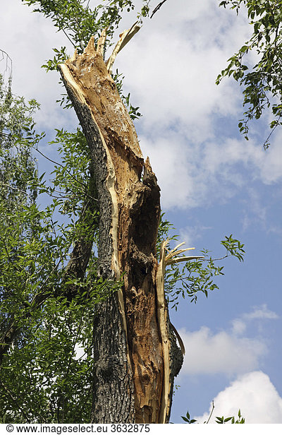 Gewitter-Folgen  abgerissener Baum  Ingolstadt  Bayern  Deutschland  Europa