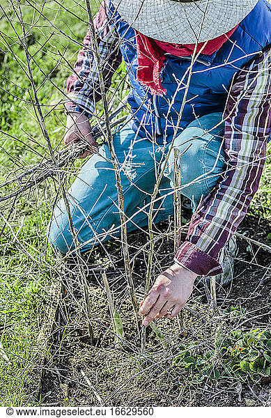 Ggardener removing last year's asparagus stems to make way for young shoots.