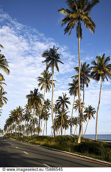 Ghana  Palmen entlang einer leeren Asphaltstrasse