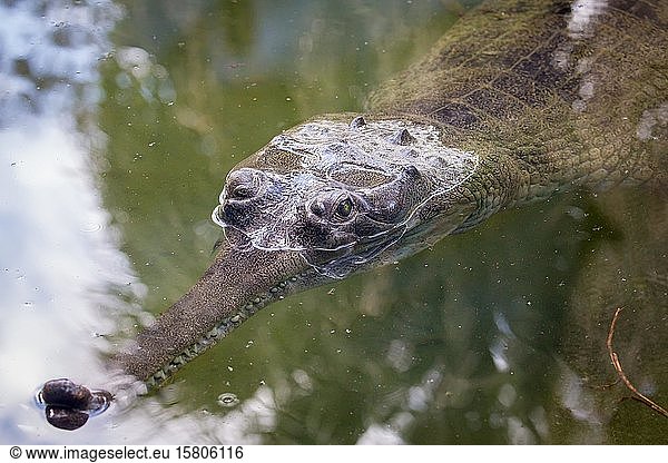 Gharial (Gavialis gangeticus) schwimmt im Wasser  in Gefangenschaft  St. Augustine Alligator Farm Zoological Park  St. Augustine  Florida  USA  Nordamerika