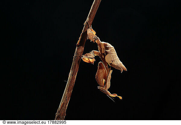Ghost Mantis (Phyllocrania paradoxa)on black background