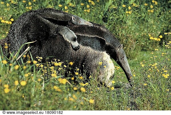 Giant anteater (Myrmecophaga tridactyla) carrying juvenile (anteater) (animals) (outside) (outdoor) (flowers) (meadow) (south america) (standing) (standing sideways) (side) (carry) (carrying) (adult) (mother & child) (mother & baby) (two) (two) (transport) (landscape) (horizontal) (mammals) (mammal) (affection) (affection)