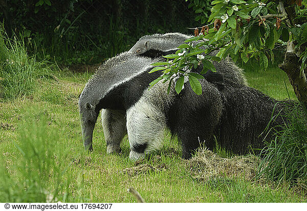Giant Anteaterf female carrying its young Tropical America