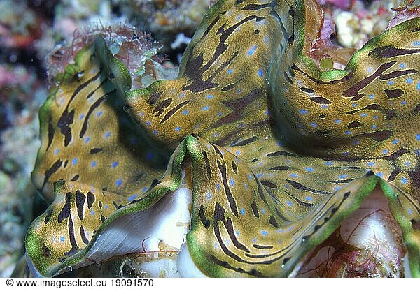 Giant calms (Tridacna gigas)  maldives Killer mussel  Maldives  Asia