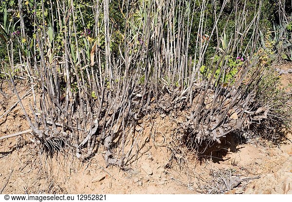 Giant cane  giant reed or wild cane (Arundo donax) is a perennial grass native to Mediterranean Basin. Rhizomes detail. This photo was taken in Cap Ras  Girona province  Catalonia  Spain.