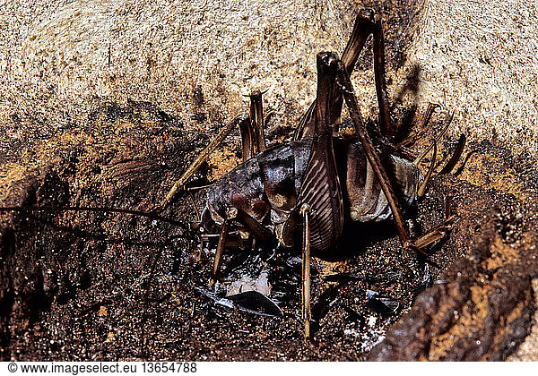 Giant cave cricket (Rhaphidophora oophaga) eating the remains of a ...