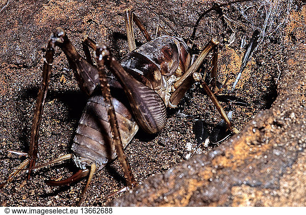 Giant cave cricket (Rhaphidophora oophaga) eating the remains of a ...