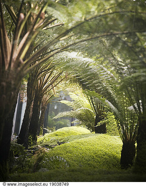 Giant ferns.