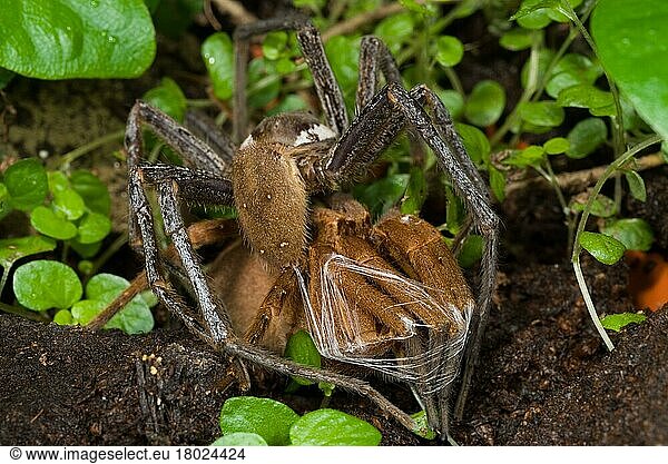 Giant Fishing Spider (Ancylometes sp.) erwachsenes Paar  Paarung  das Männchen bindet vor der Paarung die Beine des Weibchens mit Seide in einem Verhalten  das als Brautbondage bezeichnet wird  Minas Gerais  Brasilien  Südamerika