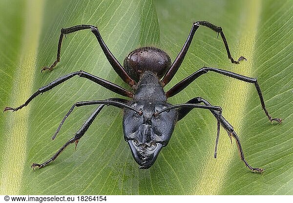 Giant Forest Ant (Camponotus gigas)  Borneo Largest Species of ant on earth (aprox 1 long)